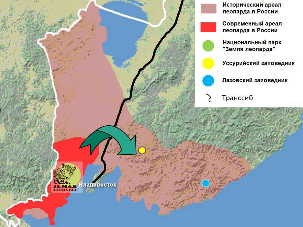 Дальневосточный леопард карта обитания