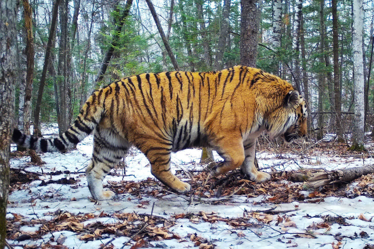 Вес самого большого амурского тигра «Земли леопарда» составляет не менее  200 кг — ДВ Капитал